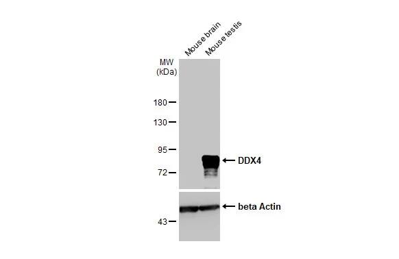 VASA Antibody (HL1487) - Azide and BSA Free