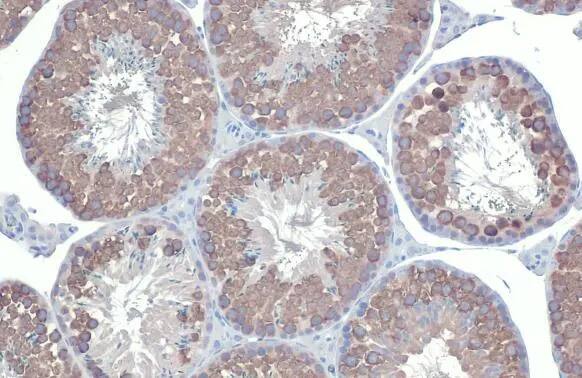 VASA Antibody (HL1487) - Azide and BSA Free