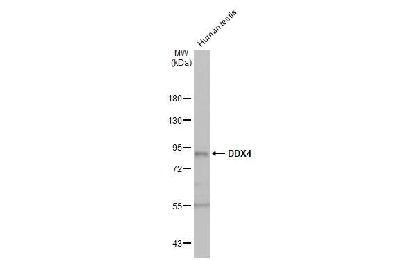 VASA Antibody (HL1487) - Azide and BSA Free