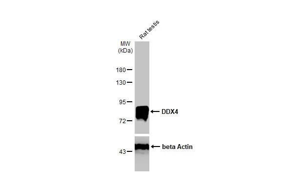 VASA Antibody (HL1487) - Azide and BSA Free