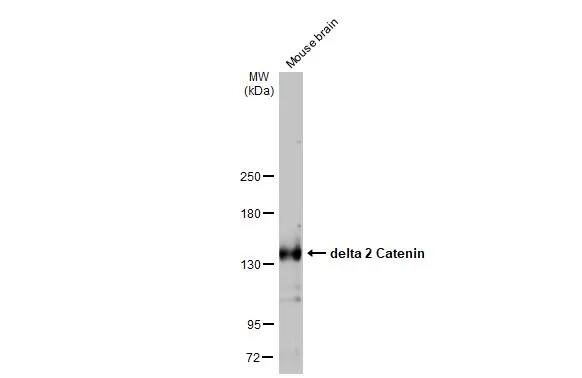 delta 2 Catenin Antibody (HL1629) - Azide and BSA Free