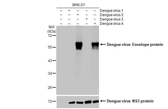 Dengue Virus 2 Envelope Antibody (HL2089) - Azide and BSA Free