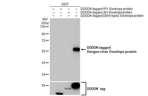 Dengue Virus 2 Envelope Antibody (HL2089) - Azide and BSA Free