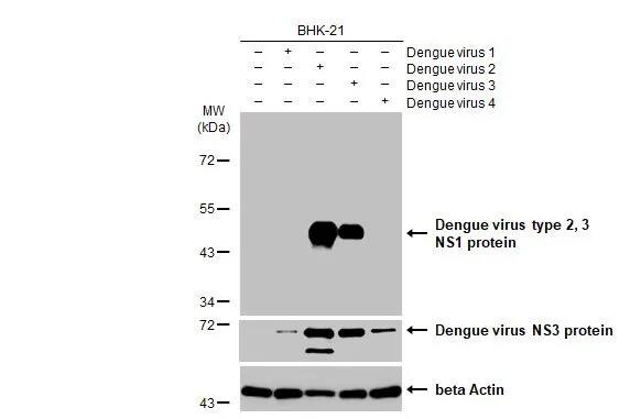 Dengue Virus NS1 protein Antibody (HL1991) - Azide and BSA Free