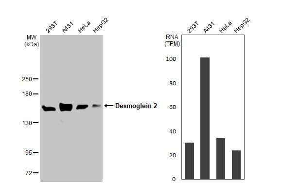 Desmoglein-2 Antibody (HL2036) - Azide and BSA Free