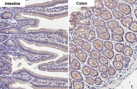 Desmoglein-2 Antibody (HL2036) - Azide and BSA Free