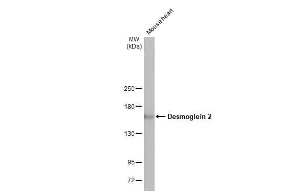 Desmoglein-2 Antibody (HL2036) - Azide and BSA Free