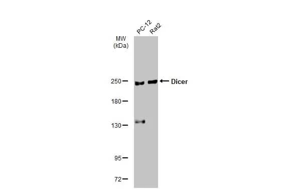 Dicer Antibody (HL1232) - Azide and BSA Free