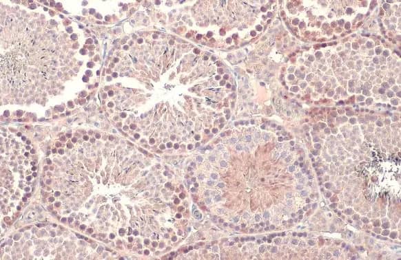 Dicer Antibody (HL1232) - Azide and BSA Free