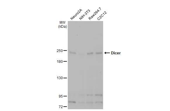 Dicer Antibody (HL1232) - Azide and BSA Free