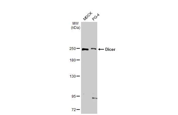 Dicer Antibody (HL1232) - Azide and BSA Free