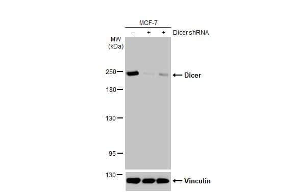 Dicer Antibody (HL1232) - Azide and BSA Free