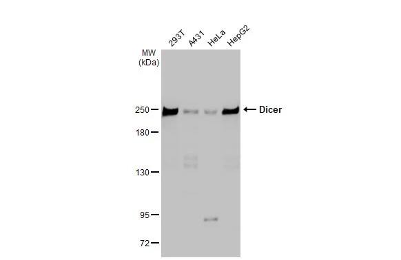 Dicer Antibody (HL1232) - Azide and BSA Free