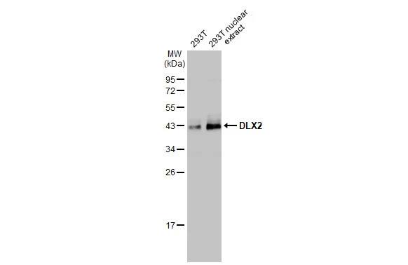 DLX2 Antibody (HL1942) - Azide and BSA Free