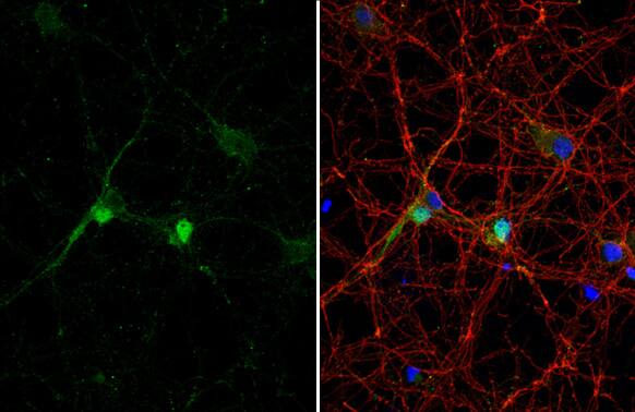 DLX2 Antibody (HL1942) - Azide and BSA Free