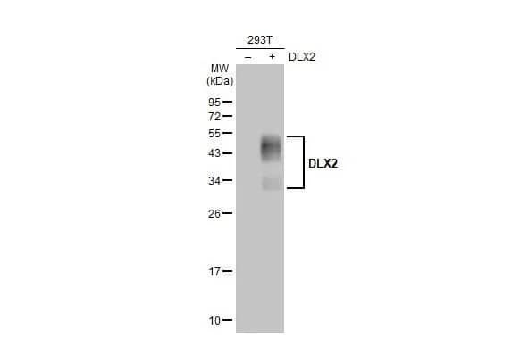 DLX2 Antibody (HL1942) - Azide and BSA Free