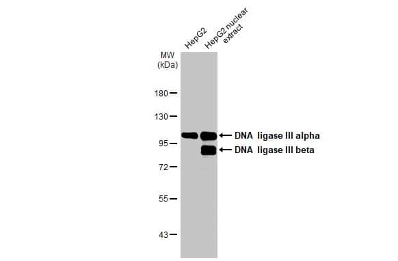 DNA Ligase III Antibody (HL2280) - Azide and BSA Free