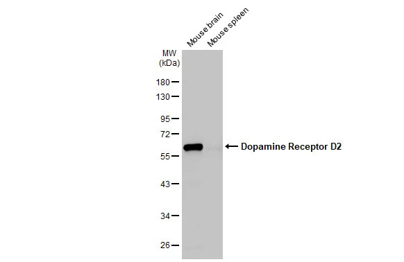 Dopamine D2R/DRD2 Antibody (HL1478) - Azide and BSA Free