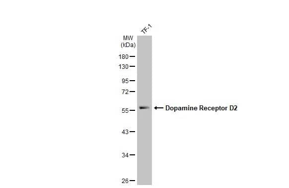 Dopamine D2R/DRD2 Antibody (HL1478) - Azide and BSA Free