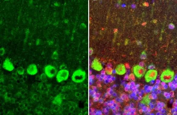 Dopamine D2R/DRD2 Antibody (HL1584) - Azide and BSA Free