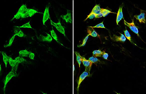Dopamine D2R/DRD2 Antibody (HL1584) - Azide and BSA Free