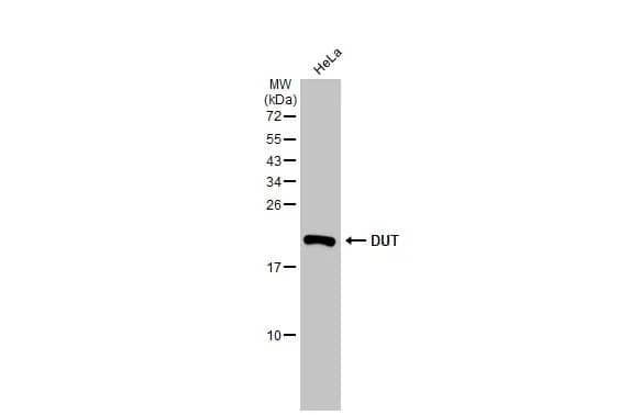dUTPase Antibody (HL1210) - Azide and BSA Free