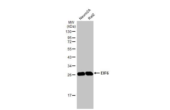 integrin beta 4 binding protein Antibody (HL1759) - Azide and BSA Free