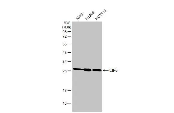 integrin beta 4 binding protein Antibody (HL1759) - Azide and BSA Free