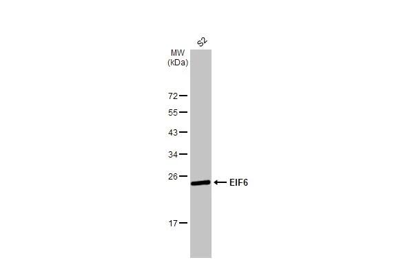 integrin beta 4 binding protein Antibody (HL1759) - Azide and BSA Free