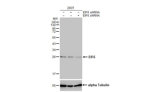integrin beta 4 binding protein Antibody (HL1759) - Azide and BSA Free
