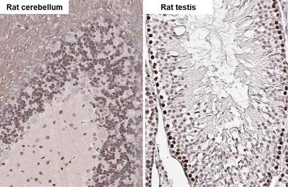ELAVL2 Antibody (HL1978) - Azide and BSA Free