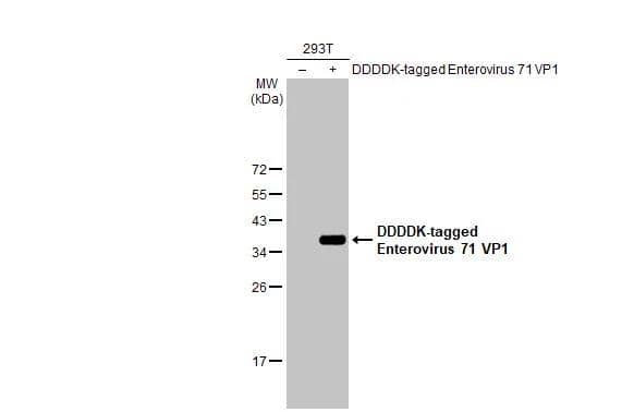 Enterovirus 71 VP1 Antibody (HL1928) - Azide and BSA Free