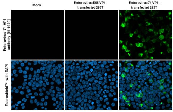 Enterovirus 71 VP1 Antibody (HL1929) - Azide and BSA Free