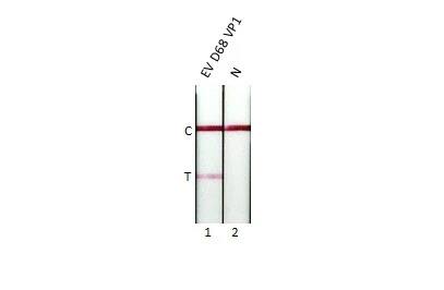 Enterovirus D68 VP1 Antibody (HL1997) - Azide and BSA Free