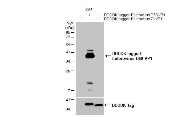 Enterovirus D68 VP1 Antibody (HL1997) - Azide and BSA Free
