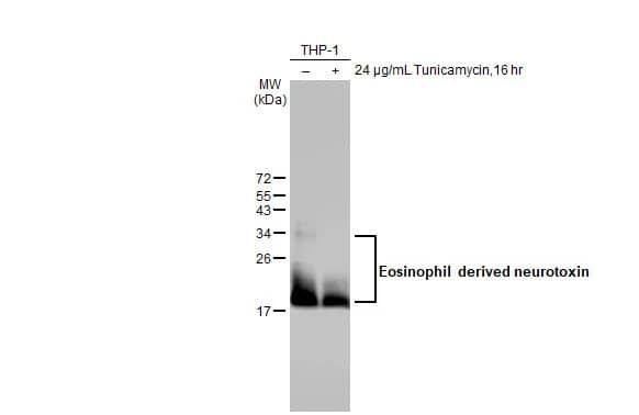 Eosinophil derived neurotoxin Antibody (HL2166) - Azide and BSA Free