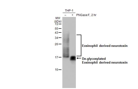 Eosinophil derived neurotoxin Antibody (HL2166) - Azide and BSA Free