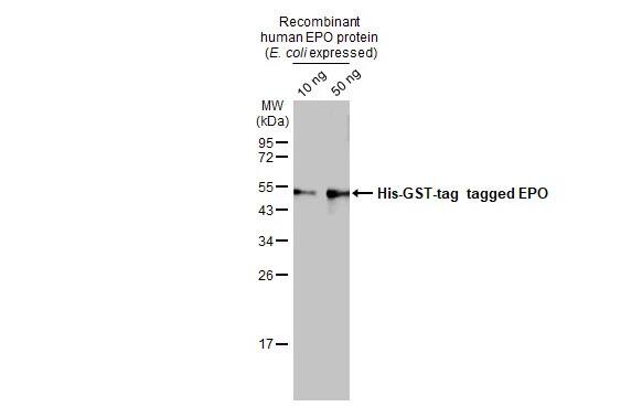 Erythropoietin/EPO Antibody (HL1794) - Azide and BSA Free