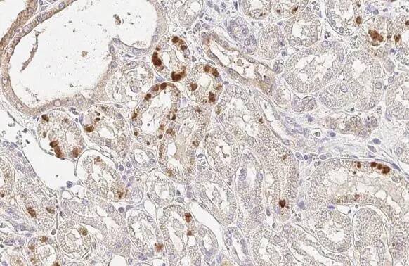 Erythropoietin/EPO Antibody (HL1794) - Azide and BSA Free