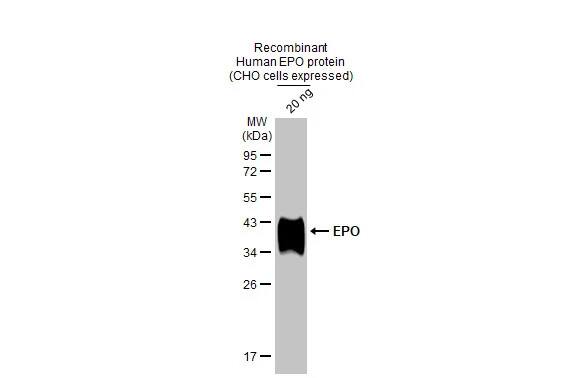 Erythropoietin/EPO Antibody (HL1794) - Azide and BSA Free