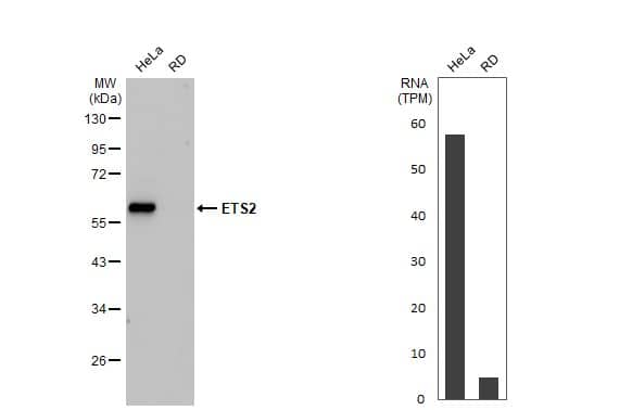 ETS2 Antibody (HL2258) - Azide and BSA Free