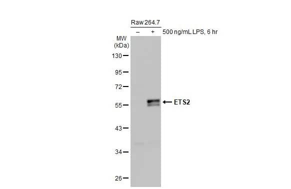 ETS2 Antibody (HL2258) - Azide and BSA Free