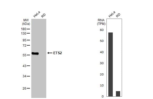 ETS2 Antibody (HL2259) - Azide and BSA Free