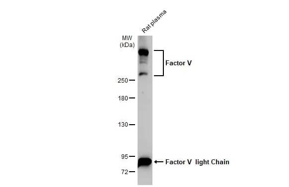 Factor V Antibody (HL2421) - Azide and BSA Free