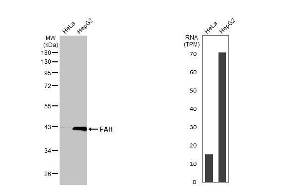 Fumarylacetoacetate hydrolase Antibody (HL1970) - Azide and BSA Free
