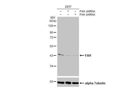 Fumarylacetoacetate hydrolase Antibody (HL1970) - Azide and BSA Free