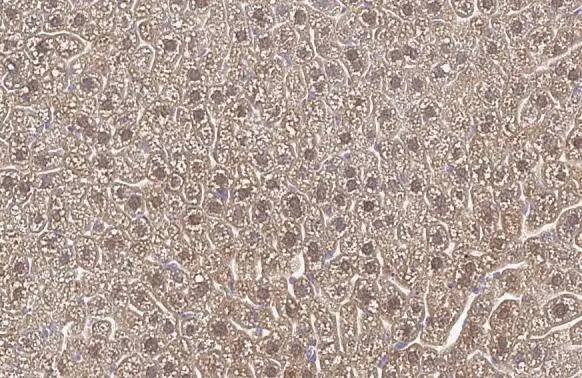 Fumarylacetoacetate hydrolase Antibody (HL1972) - Azide and BSA Free