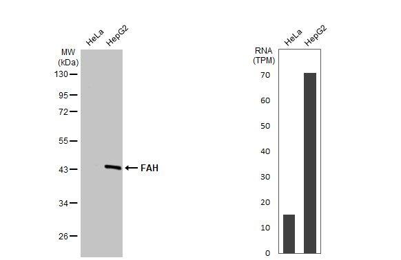 Fumarylacetoacetate hydrolase Antibody (HL1972) - Azide and BSA Free