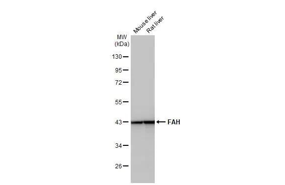 Fumarylacetoacetate hydrolase Antibody (HL1972) - Azide and BSA Free