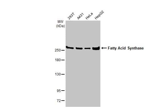 Fatty Acid Synthase/FASN Antibody (HL2160) - Azide and BSA Free